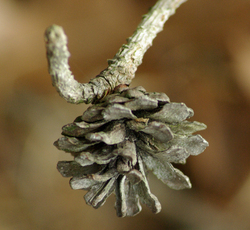 Thumbnail image for one hanging pine conecropped.jpg